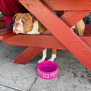 Fresh Water provided for our Furry Friend