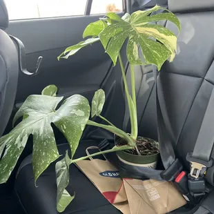 Thai monstera