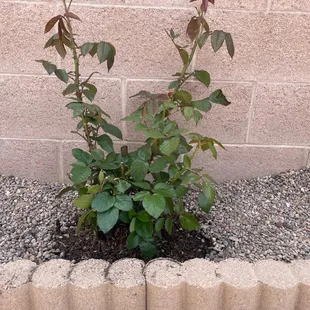 Hybrid tea rose, Neptune, planted at home.