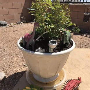 Jurassic Rose Garden with a Jericho nursery rose center stage