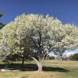 Big ol' climbing trees, suitable for monkeys of all ages.
