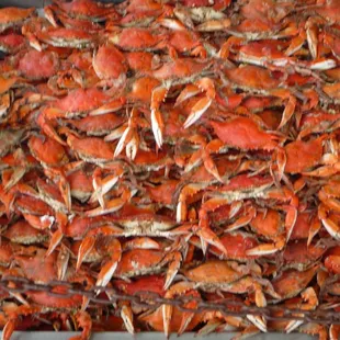 Crabs galore!