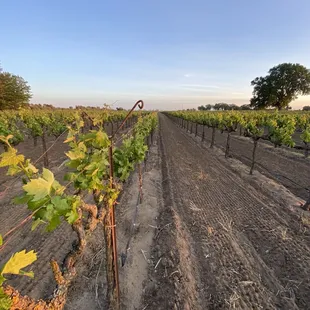 Gorgeous vineyard