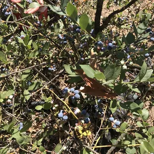 a person picking blueberries from a bush