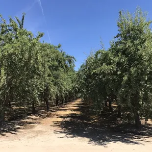 rows of trees in a field