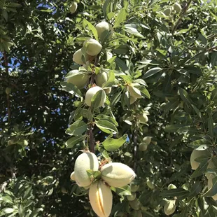 Almonds