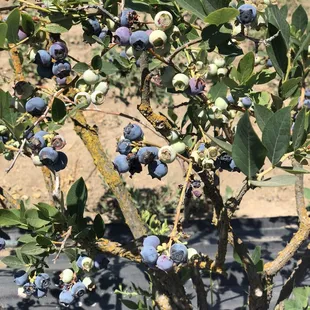 Blueberry bush