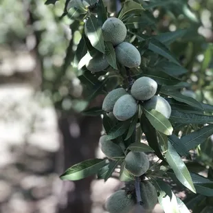 An almond branch... not ready for picking!