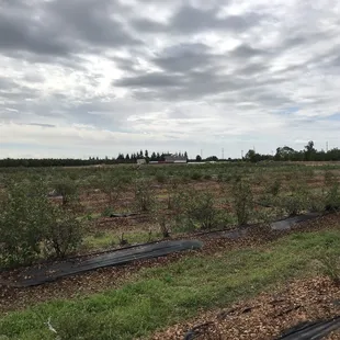 a view of a field of trees