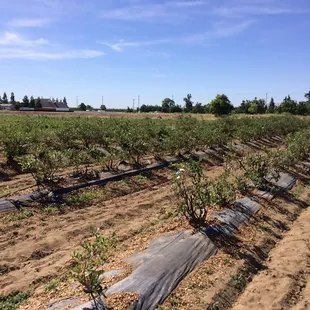 Blueberries