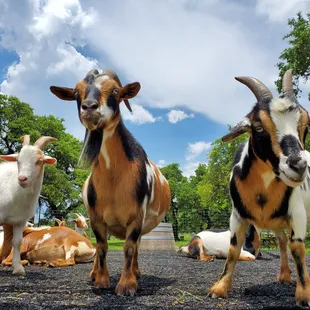 Goat Experience!