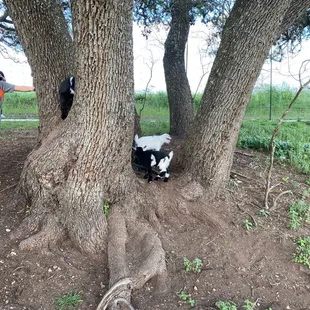 Baby Goats