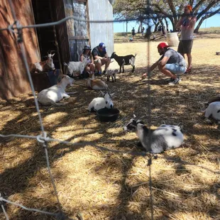 Goat Experience