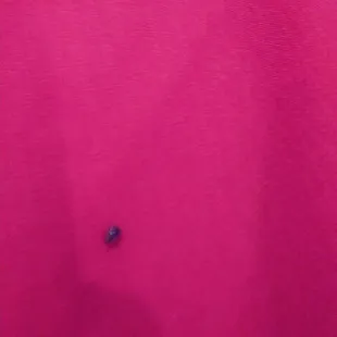 Cockroach on the table