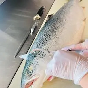 a fish being prepared to be cut