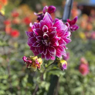 a close up of a flower