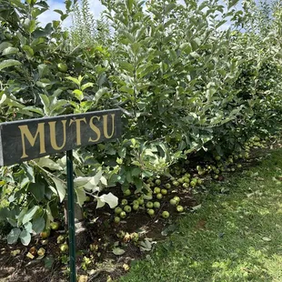 Mutsu apples.