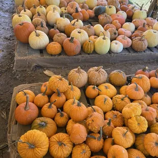 Pumpkin Patch!