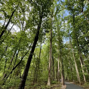 Shaded trails