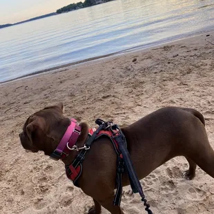 Brooklyn at the lake !