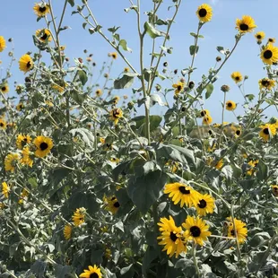Sunflowers near the water