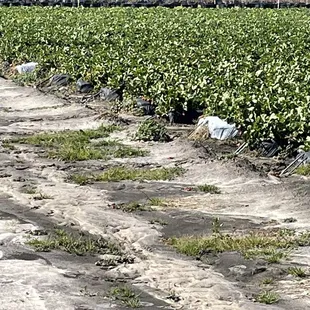 Dirt isles separating the different types