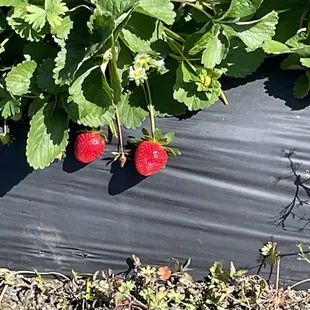 Typical bright red delicious strawberries
