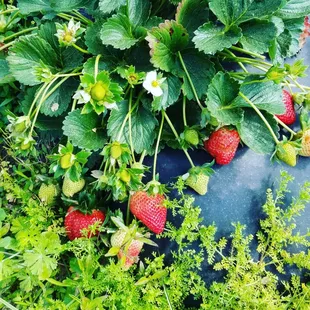 Lots of strawberries