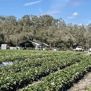 Strawberry field