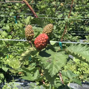 Blackberries - not yet ripe