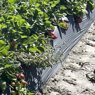 Close up of how strawberries grow