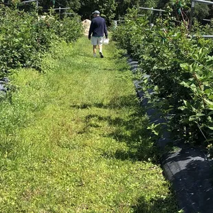 Looking for a good blackberry