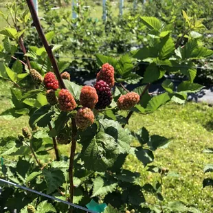 Blackberries - need about two weeks more before picking
