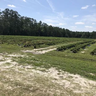 Old strawberry fields