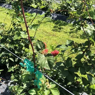 Blackberry bushes without thorns