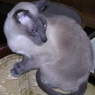 Lisa B.