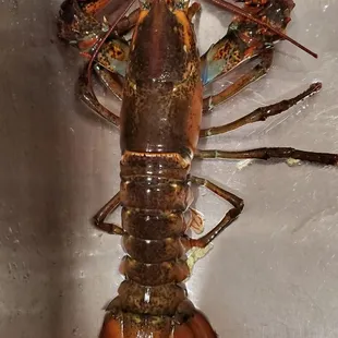 a lobster in a sink