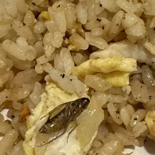 COCKROACH  disgusting