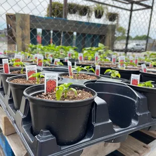 a variety of seedlings