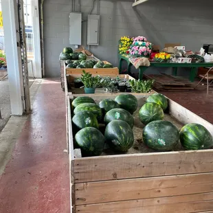 a variety of watermelons