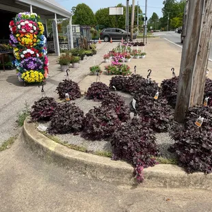 a display of flowers