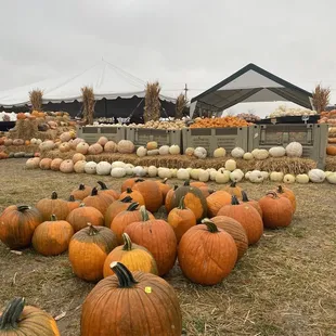 a field of pumpkins