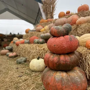 a pile of pumpkins