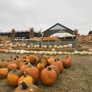 a field full of pumpkins