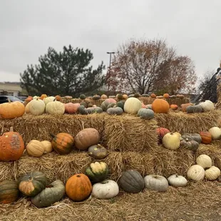 a pile of pumpkins
