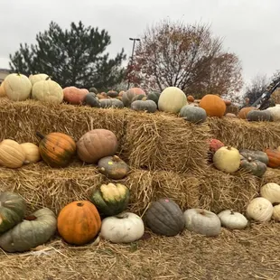 a pile of pumpkins
