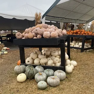 a display of pumpkins
