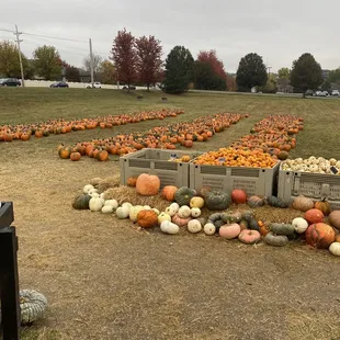 a field full of pumpkins