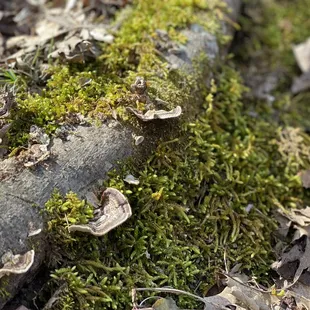 Jim Beam Nature Preserve