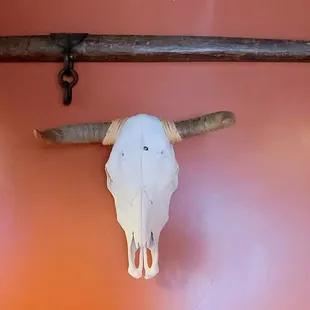 a cow skull mounted on a wall